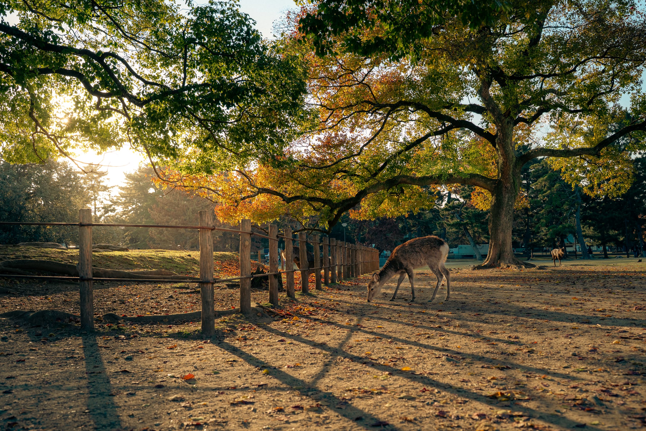 Deer under autumn trees in Nara park at golden hour